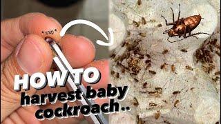 Harvesting THOUSANDS of Baby Cockroaches for Baby Tarantulas !!!