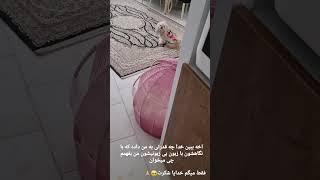 متوجه میشه مامانش #dog #shortvideo