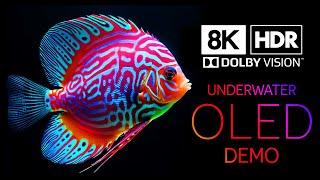 Beautiful Underwater in 8K HDR | Dolby Vision™