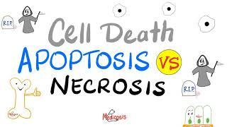 Apoptosis vs. Necrosis - Cell Death - Pathology Series