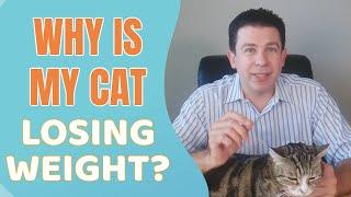 Signs your cat may have IBD/Lymphoma