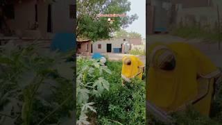 Aaj kitchen garden se lalsukh Mirchi nikaali#minivlog #dailyminivlog #min
