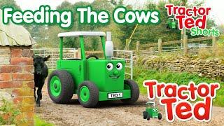 Lets Look At Feeding The Cows  | Tractor Ted Shorts | Tractor Ted Official Channel