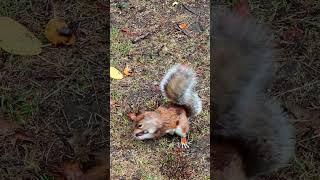 Watch This Adorable Squirrel Scavenge for Food in NYC! #shorts