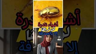 أشياء نادرة لن تراها إلا بالصدفة !!