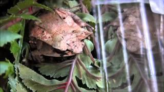 Malaysian Horned Frogs