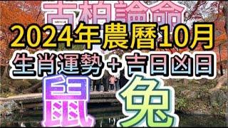 【古柏論命每月運勢+吉日凶日】2024年農曆10月(陽曆11/1 ~ 11/30)生肖運勢分享 -    鼠＋兔