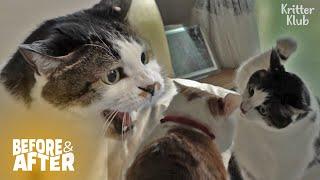 Cat Watches für eine Chance, Senior Cat zu besiegen | Vorher & Nachher Makeover Folge 25