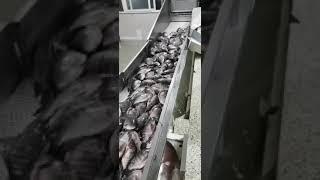 Live Tilapia Raw Materials arrive at factory