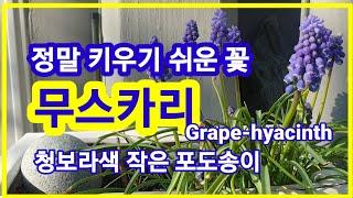 무스카리.정말키우기 쉬운 꽃.청보라색 작은 포도송이. Grape-hyacinth