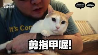 Fumeancats-Cats don't like cut nails