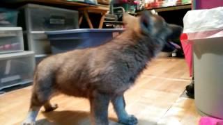 my Wolf Hybrid Pup Howling.. on FB video got 119,843.how many likes can get on utube