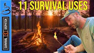 11 SURVIVAL USES You Should Know About This Tree!