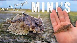 Light Rock Fishing | 2 NEW Species With Micro Lures