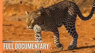 The Ultimate Predator - A Mother's Deadly Hunt in the Serengeti | Full Wildlife Documentary