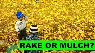 Should you mulch leaves into your lawn or rake them up