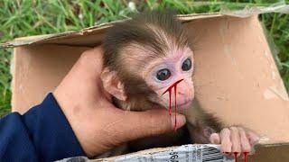 MonKey | Baby monkey orphaned mother abandoned