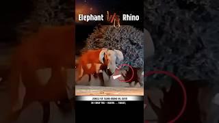 Elephant vs Rhino !   Jungle Ke Do Titans Ka Final Battle ! #animals ,#wildlifefacts
