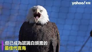 寫入法典 白頭鷹正式成為美國國鳥 保育有成 紐澤西從一對增至300對｜Yahoo Hong Kong