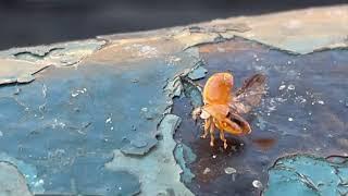 LadyBug Flying away