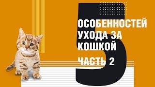 5 особенностей ухода за кошкой. Часть 2