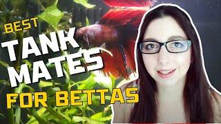 Betta Fish Tank Mates | Top 10 Most Popular Tank Mates For Bettas