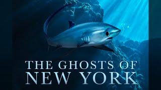 Full-Length Feature Film:  THE GHOSTS OF NEW YORK - Thresher Sharks