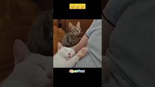 ️ #sevimli #kediler #sevimlikediler #kediaşkı #cutecat #cute #catlover #shorts #viral #keşfet #貓