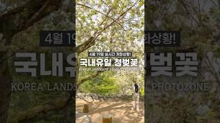 4월에 반드시 가야할 봄 여행지