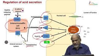 Drugs used in Peptic ulcer disease