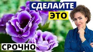 ГЛОКСИНИЯ: это нужно срочно сделать