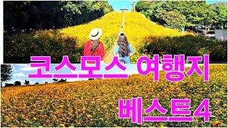 서울 근교, 지금 떠나면 딱 좋은 코스모스 여행지 2곳,  1,2주 후에 떠나면 딱 좋은 코스모스 베스트 여행지 2곳!  #코스모스여행지베스트4