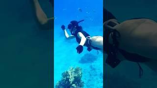 swimming with small fish underwater #shorts #scuba girl #freediving girl #dive girl #fishes #scuba