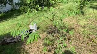 Pakistani Mulberry Trees After Hurricane Helene ..central Florida zone 9B 9/27/24