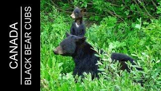 Schwarzbär | Black Bear mit 3 Jungen ( Barkerville / Kanada ) | Black Bear with 3 cubs ( Canada )