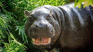 Move over Moo Deng! Meet the Houston Zoo's new pygmy hippo