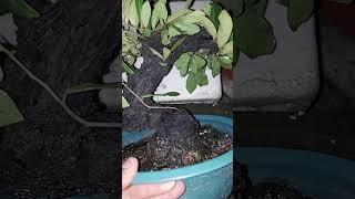 Cẩm thị mini cây bài, trực lắc