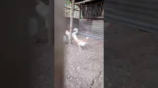 White Claret Broodcock and White Kelso Hen