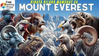 Hayop sa Mt. Everest | Misteryo sa PinakaMATAAS NG BUNDOK sa mundo