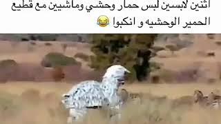 الحمار حمار