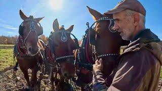 DRAFT HORSES: Three Suffolk Punch Brothers Working Together!! #703