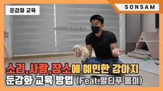 특정 소리,사람,장소에 예민한 강아지 둔감화 교육방법 (Feat. 말티푸 몽이)