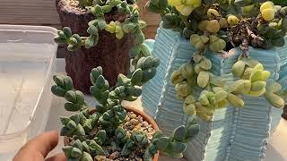 How to care for Succulents: Corpuscularia Lehmannii