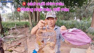 Cách Nuôi Chim Màu Không Bị Nhạt Màu Lý Do Và Cách Khắc Phục | đam mê độc lạ