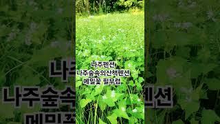 #나주시 #나주숲속의산책펜션 #여행