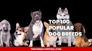 Top 100 Popular Dog Breeds