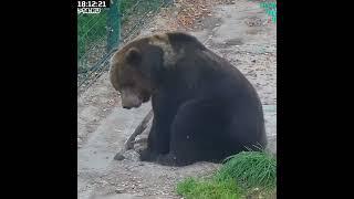 Мансур  Someone feels good Bear Mansur moments.