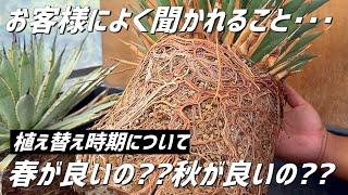 【アガベ】お勧めの"植え替え時期"についてお伝えします!!