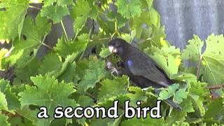 Two Black Rosellas