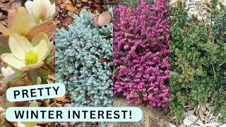 Bring Color To Your Winter Garden With These 7 Plants